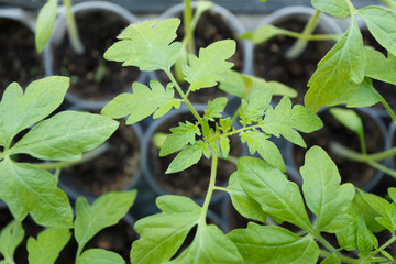 Tomato seedlings in the plastic pots, close up