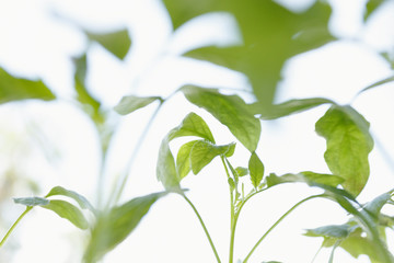 Tomato seedlings in the plastic pots, close up