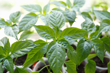 Obraz premium Pepper seedling in the plastic cups on the window