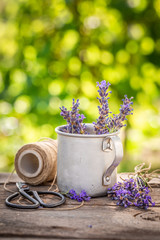 Homegrown lavender in a summer green garden
