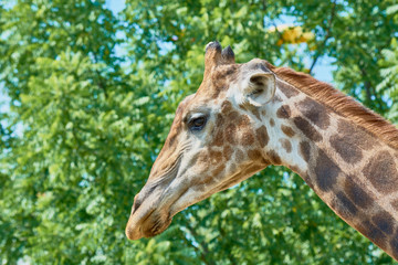 Naklejka na ściany i meble Beautiful spotted giraffe with long neck in zoo on background of green trees.