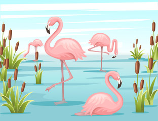 Group of pink flamingo standing in water. Lake with green reeds. Birds stay in lake. Flat vector illustration on blue sky with cloud background
