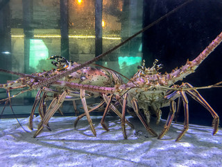 Lobsters in an aquarium tank at a restaurant 