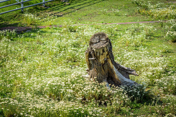 Wooden snag on the grass