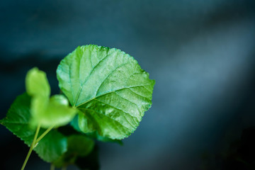 Green Leaf in Dramatic Light. Selective Focus