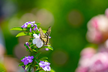 ちょうちょと花