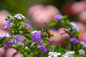 ちょうちょと花