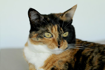 Beautiful tricolor cat lies on a light gray background, look to the side, close-up