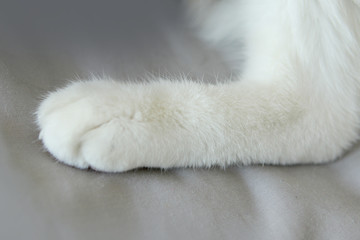 white back foot home adult tricolor cat