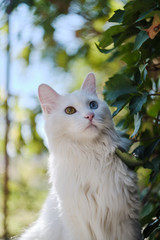 White cat with heterochromia sitting in a garden