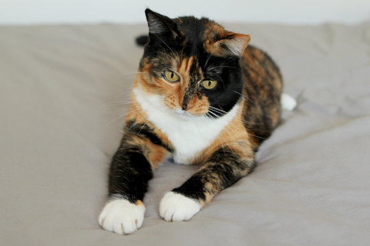 Domestic cat stretched legs forward, wants to play