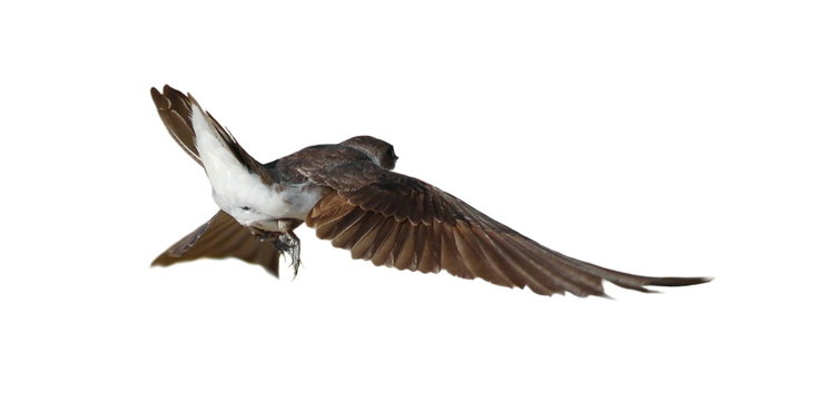 Sand Martin, swallow in flight  isolated on white background, riparia riparia