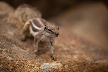 cute animal 