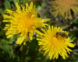 Wild bee collects pollen on yellow dandelion flower close-up.