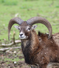 Steinbock