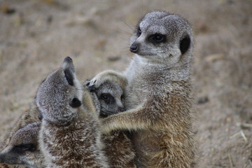 Erdm&auml;nnchenfamilie