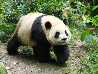 Giant panda walking on the ground in the bush