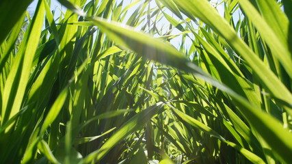 Summer green grass closeup. Large leaves. Agricultural field with plants in the sun. Background for graphic design of agro booklet.