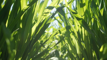 Fototapeta na wymiar Summer green grass closeup. Large leaves. Agricultural field with plants in the sun. Background for graphic design of agro booklet.