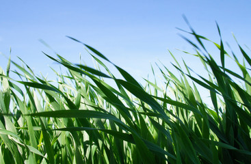 Naklejka premium Summer green grass closeup. Large leaves. Agricultural field with plants in the sun. Background for graphic design of agro booklet.