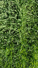 Obraz premium Summer green grass closeup. Large leaves. Agricultural field with plants in the sun. Background for graphic design of agro booklet.