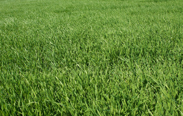 Summer green grass closeup. Large leaves. Agricultural field with plants in the sun. Background for...