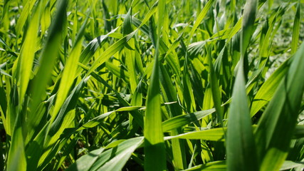 Summer green grass closeup. Large leaves. Agricultural field with plants in the sun. Background for graphic design of agro booklet.
