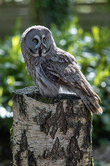 great grey owl
