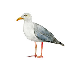 Fototapeta premium Seagull realistic watercolor