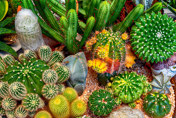 Cactus, Cactus thorns, Close up thorns of cactus, Cactus Background