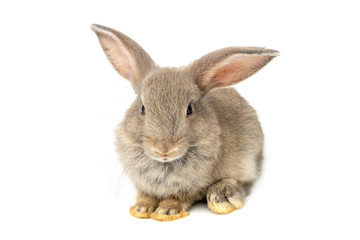 Funny bunny or baby rabbit gray fur and long ears is sitting on white background use as for Easter Day.
