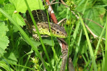 European lizard in the garden, closeup