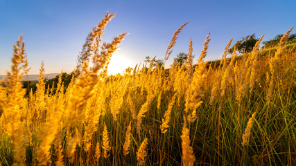 Goden summer sunset nature trees