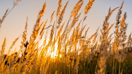 Goden summer sunset nature trees