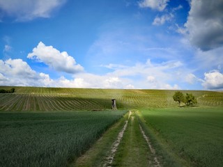 Obraz premium Feldweg durch Wiesen und Weinberge