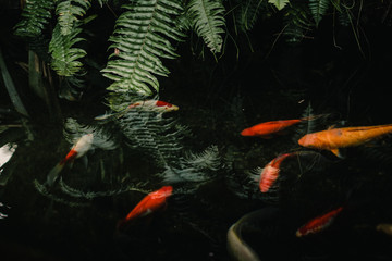 koi fish