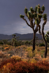 Fototapeta na wymiar desert rain
