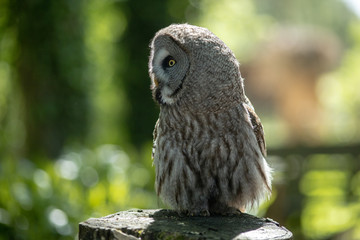 Grey owl on a tree stump.