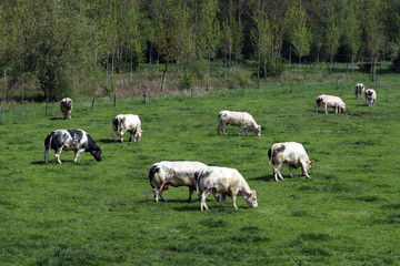Obraz premium Des vaches et des bœufs 