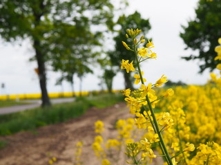 Twig of a blossoming rape. Yellow close-up plant on rural background