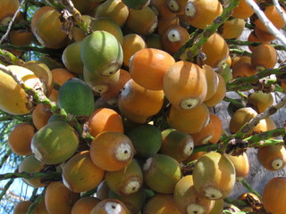Fruits of the palm tree Syagrus romanzoffiana, commonly known as the queen palm or cocos palm