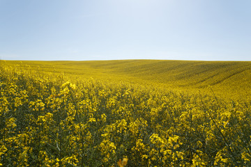 Sunset over the rapeseed field among the hills