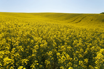 Fototapeta premium Sunset over the rapeseed field among the hills