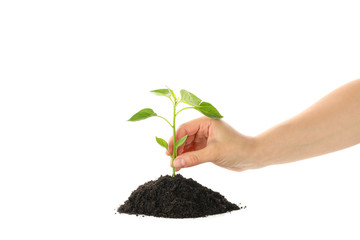 Woman hold seedling in black soil, isolated on white background. Environmental protection