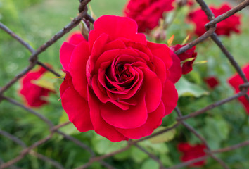 rote Rose blüht in einem rostigen Drahtzaun