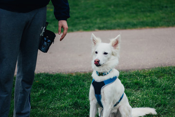 White Swiss Shepherd training by pet owner. Cute purebred dog