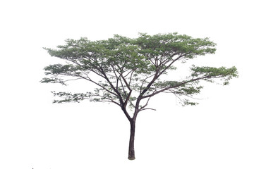 Obraz premium Rain tree isolated on white background. Tree isolated on white background. Clipping path.