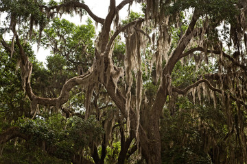 Fototapeta na wymiar Spanish Moss growing on old oak trees in the southern United States