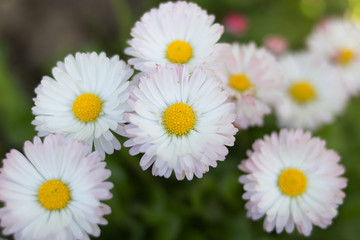 group of white flowers
