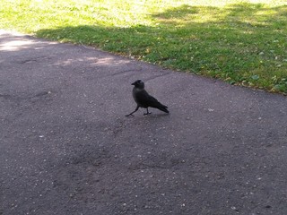 important bird on the road